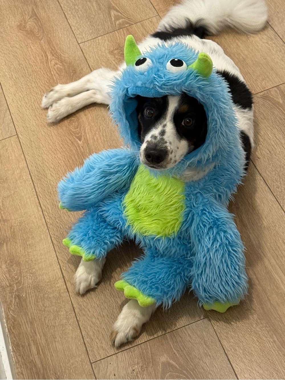 Monster dog costume - size M